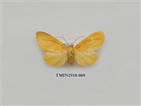 藏品(夜蛾3)的圖片